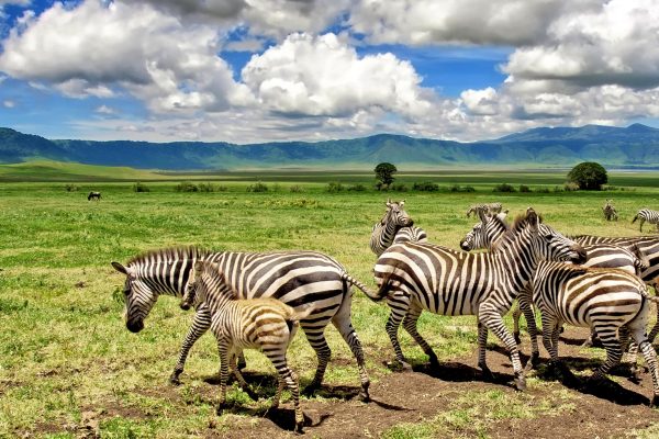 2-Day Ngorongoro Crater Safari