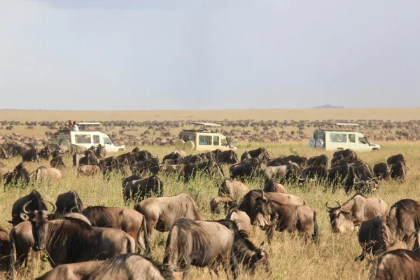 5-Day Serengeti, Tarangire and Ngorongoro Safari