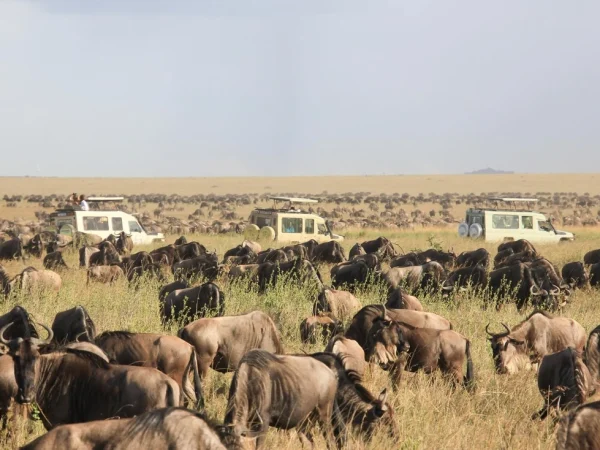 5-Day Serengeti, Tarangire and Ngorongoro Safari