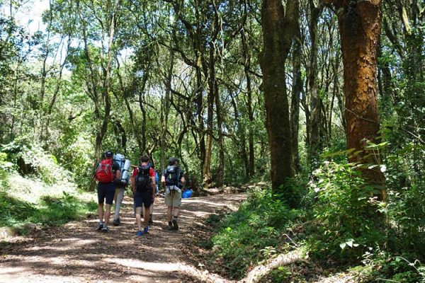 6-Day Machame Route Kilimanjaro Climb