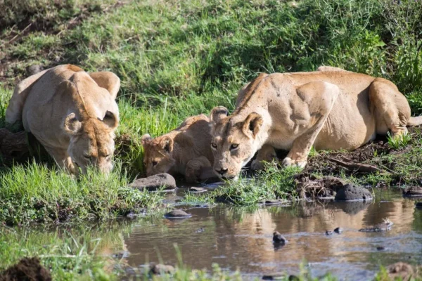 9-Day Complete Northern Safari Experience